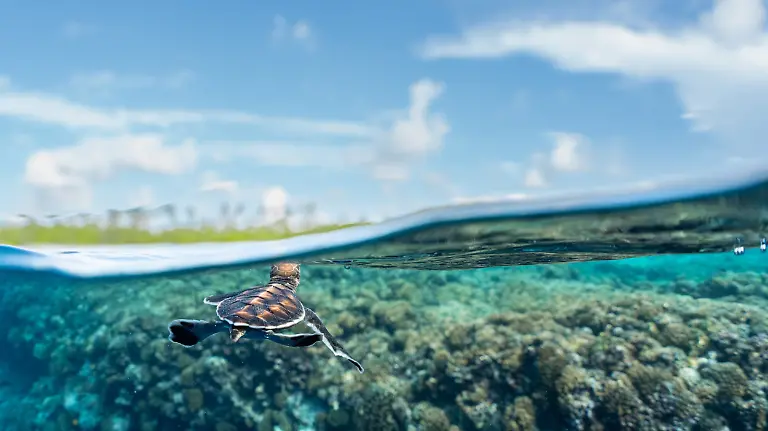 Last glance, by Théo Guillaume